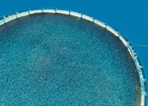 Giải pháp oxy Pneumatech cho nuôi trồng thủy sản